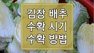 2023년 김장 배추 수확시기 및 수확방법, 저장방법 알아보기