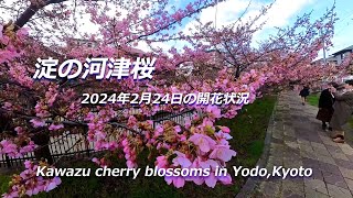 【京都の桜】淀の河津桜（2024年2月24日　京都市伏見区）　Kawazu cherry blossoms in Yodo, flowering status as of February 24th