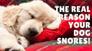 Why Do Dogs Snore?