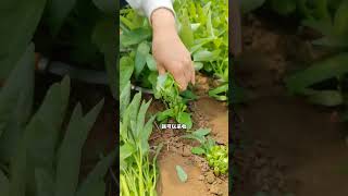 適合夏季種植的三叉空心菜，耐熱，多茬採收#種植 #空心菜