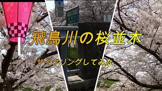 飛鳥川の桜並木1