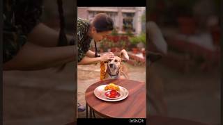 Kukur Tihar festival of Nepal honouring the Doggos #dog