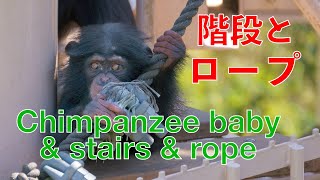 よつば階段を登る:Chimpanzee baby and stairs and rope 　東山動物園　VLOG