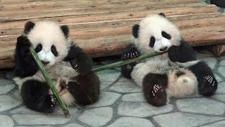 桜浜  桃浜  竹で遊ぶ　panda baby 　パンダ　アドベンチャーワールド