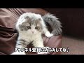 【asmr】初めてのミルクをすごい勢いで飲み始める子猫がかわいい【赤ちゃんスコティッシュフォールド　ラムネ】kitten start drinking first milk