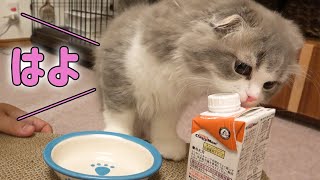 【ASMR】初めてのミルクをすごい勢いで飲み始める子猫がかわいい【赤ちゃんスコティッシュフォールド　ラムネ】kitten start drinking first milk