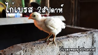 พาไปดูลูกไก่เบรส 2สัปดาห์และไก่ตีนโต2.5เดือน  #ฟาร์มไก่เบตงหลงทุ่งเชียงใหม่