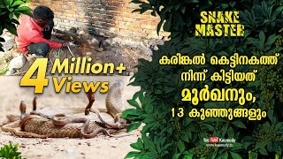 A cobra and 13 baby cobras spotted inside granite foundation | Vava Suresh | Snakemaster EP 465