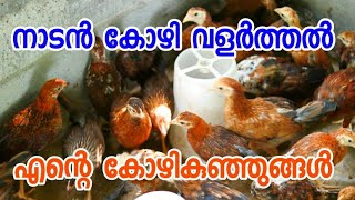 തനി നാടൻ കോഴികൾ [ECO OWN MEDIA] Naadan kozi kunjungal Malayalam 2018