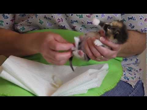 Orphaned Kitten Care: How to Videos - How to Stimulate an Orphaned Kitten to Urinate and Defecate Orphaned Kitten Care: How to Videos - How to Stimulate an Orphaned Kitten to Urinate and Defecate