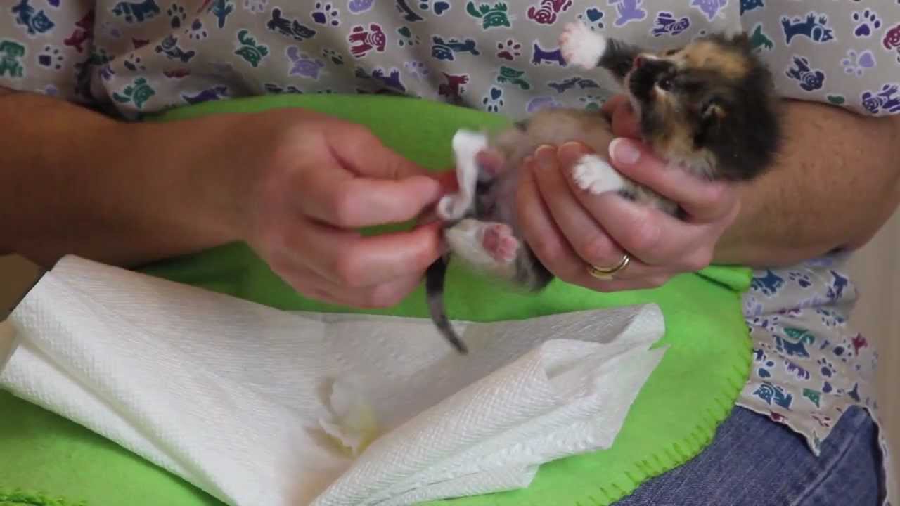 Newborn Kitten Care