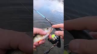 #shorts  UL Spinning Fishing Perch, Okoun, přívlač