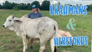 Brahmans \u0026 Herefords