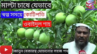 দেখুন বেকারত্ব ঘোচানোর সহজ  পদ্ধতি;  মাল্টা চাষে যেভাবে স্বল্প সময়ে কোটিপতি ওবাইদুল শাহ # malta