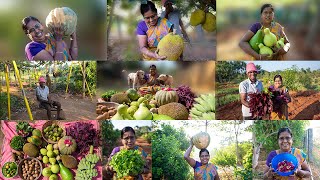 💗BIGGEST HARVEST of our Farm | 💥மிகப் பெரிய அறுவடை | பொதிகை தோட்டம்