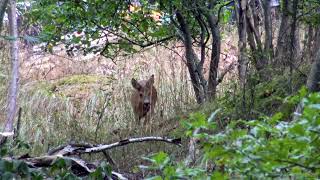 Rädda Hammarbyskogen. Del 1: SVOA