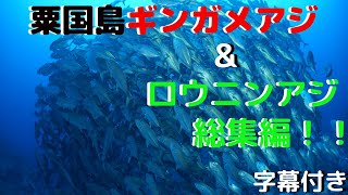 粟国島ダイビング　ギンガメアジ群\u0026ロウニンアジ総集編！