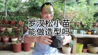 罗汉松小苗能做造型吗?Can Arhat pine seedlings make shapes?