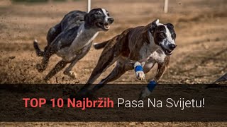 Najbrži Psi – Top 10 Najbržih Pasmina Pasa Na Svijetu! 🐕