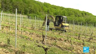 French winemakers adapt to the challenges of Covid-19