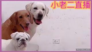 小老二二寶小花直播💕2022-1-29💕Labrador seven 💕#拉布拉多