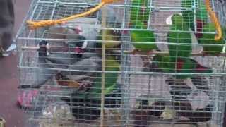 Plaza Miranda vendor's Bird for Sale