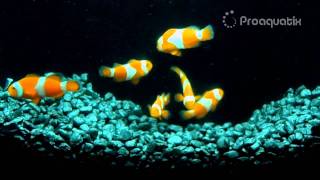 Proaquatix Tangerine Ocellaris (Albino Clownfish)