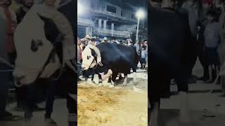 😍😍#cow #Youtube #trending #explore #shortsvideo #explorepage #bull