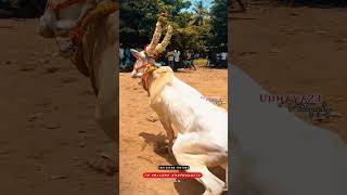 🔥SLO-MO DO-FOLLOW #eruthukattu #jallikattu #manjuvirattu #vellore #editing #vadamadumanjuvirattu