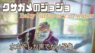 《9》クサガメの声よく鳴く子亀のジョジョ