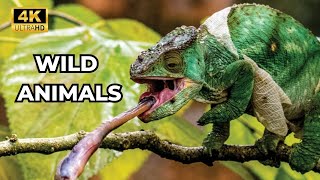 Wild Animals: Nature's Most Fascinating Creatures 🌍 | Explore the Untamed World of Wildlife!