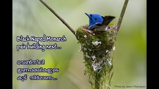 വെൺനീലി ഇണപക്ഷികളുടെ കൂട് നിർമാണം - Black-naped monarch pair building nest...