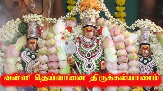 பழனியில் வள்ளி தெய்வானை திருக்கல்யாணம் |  Palani Murugan Temple | Thiru Kalyanam