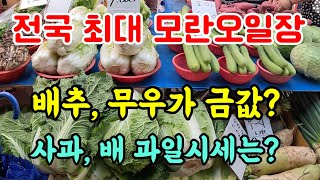 9월말 모란오일장의 배추, 무우, 과일시세는? 💗상품 구입은 아래 '더보기'💗#모란오일장