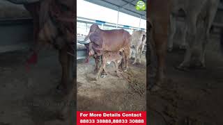 கிர் கறவை மாடு 20 நாள் கிடாரி கன்றுடன் விற்பனை | Gir desi cow for sale