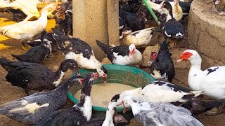 comment fabriquer l'alimentation des poulets locaux et canards : pour une meilleure ponte