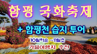 함평 국화축제/10월하순~11월초 가을여행추천지/국화의 향연/함평천 습지의 억새풀과 가을꽃들을 만날 수 있는 곳/은은한 핑크뮬리 들판/Chrysanthemum Festival