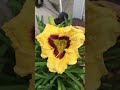 See how Rumbleseat Romance daylilies bloom #shorts #SeeFlowersBloom #rumbleseatromancedaylily