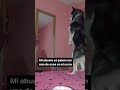 Banda me cambiaron al perro😟😭 #short #parati #clips #viralvideo #humor #shorts #meme #memes  #fyp