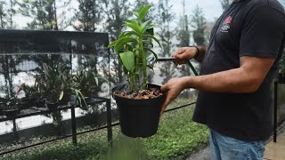 Orquídeas Falcade   Replantio de Denphal