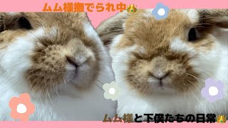 ムム様撫でられ中👑【うさぎ】