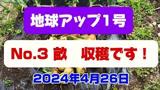 【超極早生タマネギ】地球アップ1号　No.3畝　収穫です！　無農薬　生ゴミボカシ肥料　サステナブルな家庭菜園