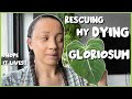 Rescuing My DYING GLORIOSUM | I had to chop her up 😭