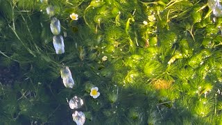 三島梅花藻～三島市源兵衛川･清水町柿田川　Mishima Baikamo (Ranunculus nipponicus) in clear streams  １１月 - 2023 -