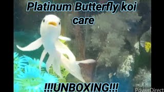 Platinum Butterfly koi care/unboxing