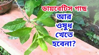 ডায়বেটিস গাছ || গায়নুরা ||  Gynura plant