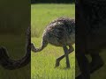 Nina & Max Teach Kids About Ostriches! 🐦‍⬛ Amazing Ostrich Facts for Kids