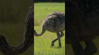 Nina \u0026 Max Teach Kids About Ostriches! 🐦‍⬛ Amazing Ostrich Facts for Kids