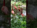 What A Gorgeous Flamingo 🦩#shorts #viral #youtubeshorts #subscribe #adventurevlogs #flamingo