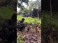 pemburu ini ketawa karena babi hutan banyak #boarhunting #doghunter #shortvideo #huntingdog